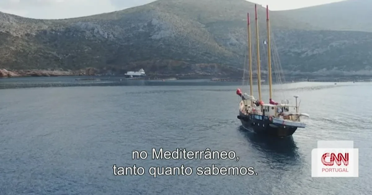 Porque é que estão a proliferar espécies invasoras no Mediterrâneo?