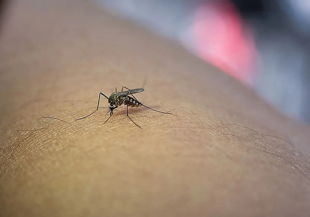 Sevilla suma un caso más de Virus del Nilo con un nuevo infectado en Huévar