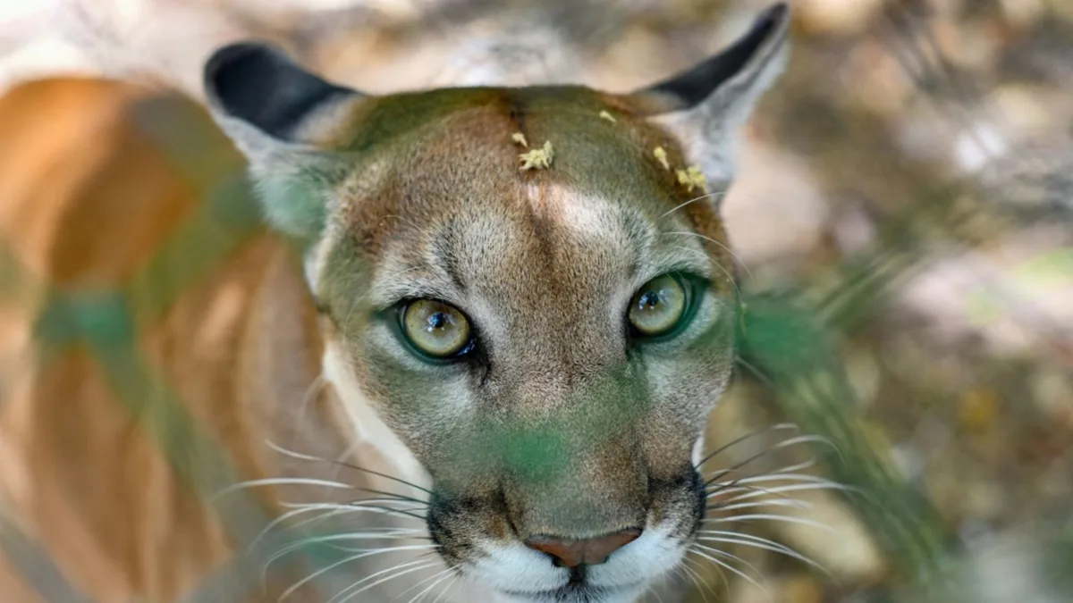 Mögliche Pumasichtung in Bayern: Weitere keine Nachweise von Raubkatze