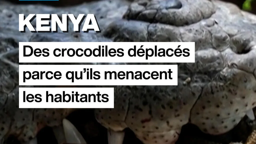 Kenya : des crocodiles deplacés parce qu'ils menacent les habitants