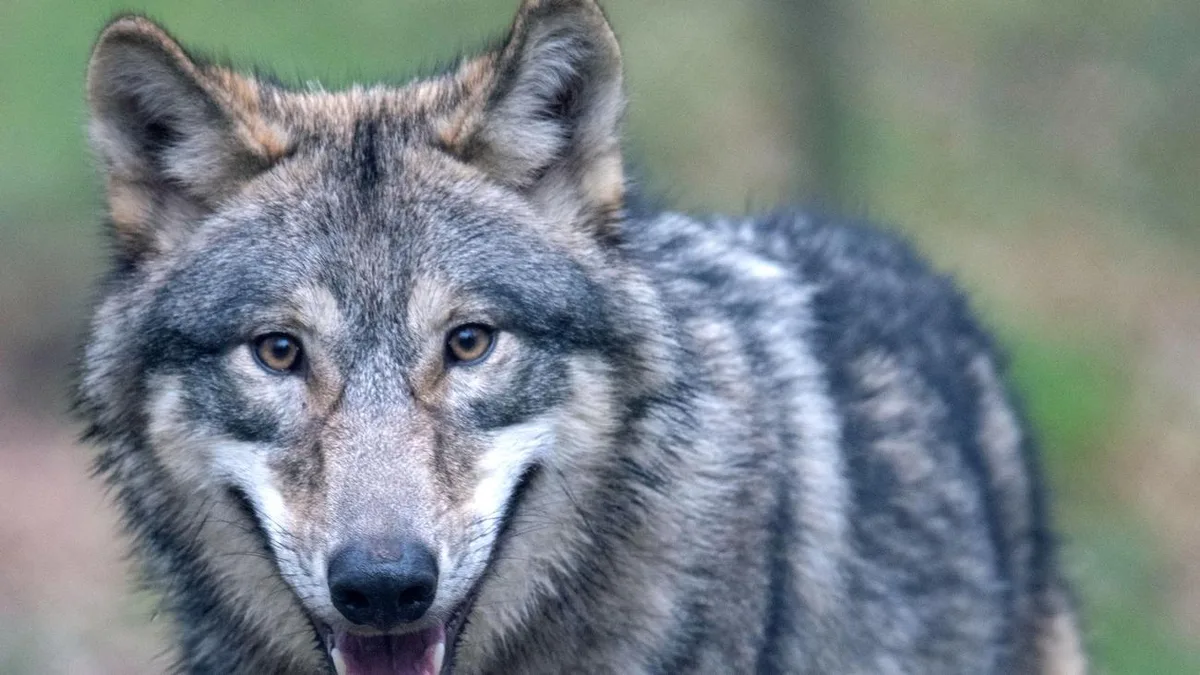 Wolfsrisse in SH: Rund 136 Nutztiere in diesem Jahr von Wölfen getötet