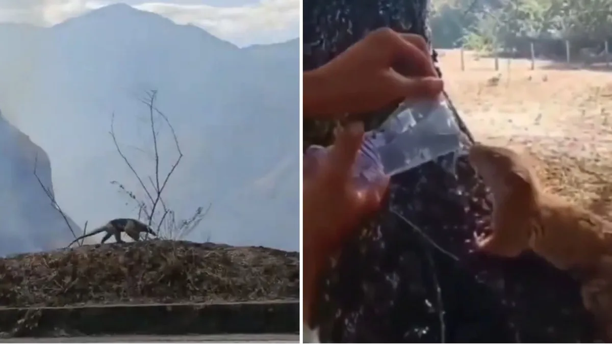Afectaciones de los incendios forestales en Nariño y Tolima: un oso hormiguero y un zorro de monte fueron vistos fuera de su hábitat natural tras la emergencia