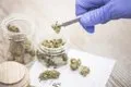 Cannabis medicinal para el insomnio: qué dice la ciencia sobre su eficacia