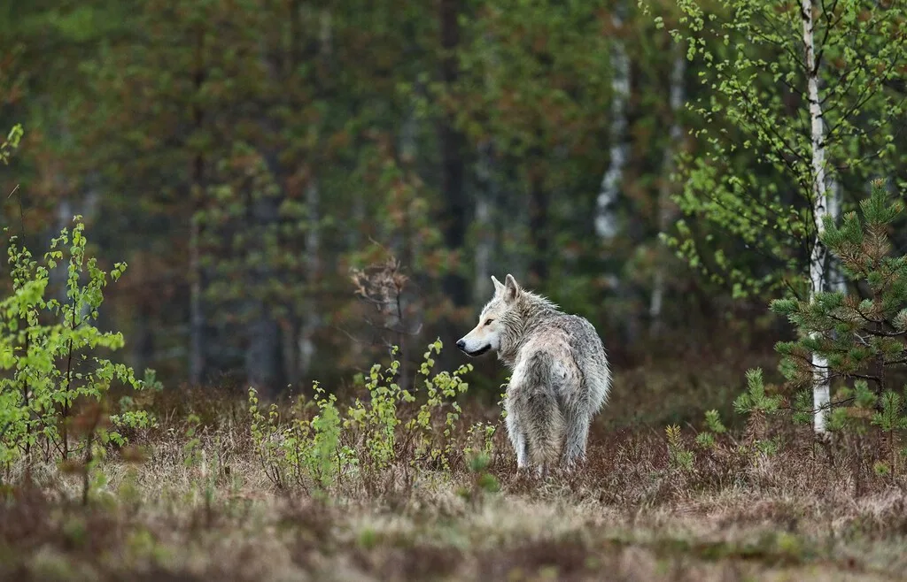 Lo mejor que le puede pasar a un arándano es que se lo coma un lobo