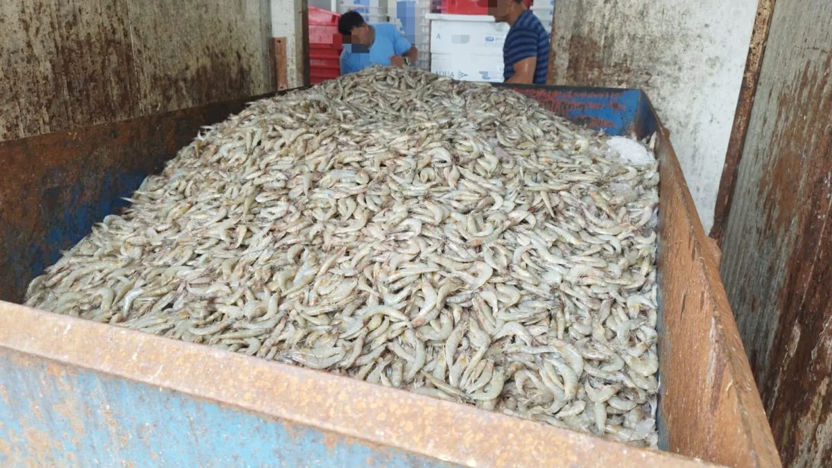13 toneladas de camarão e outros pescados impróprios para consumo são descartadas após flagrantes de irregularidades sanitárias em SC