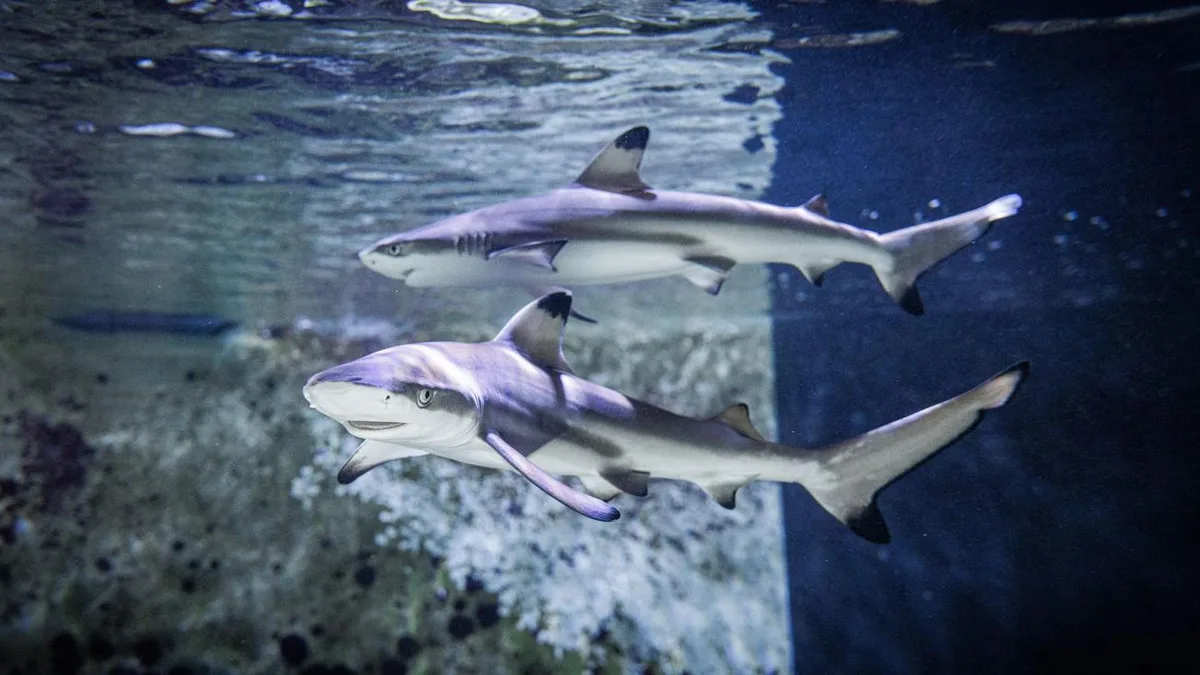 Nachwuchs im Aquarium: Hai-Paar in Karlsruhe bekommt Vierlinge