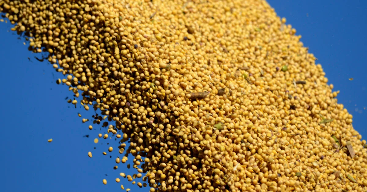 La soja cambia de escenario: el USDA abre nuevas oportunidades y Sudamérica toma el protagonismo