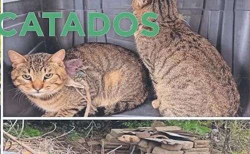 Rescatan animales tras denuncia