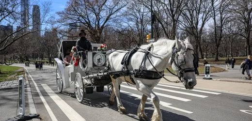 New York will Pferdekutschen im Central Park verbieten