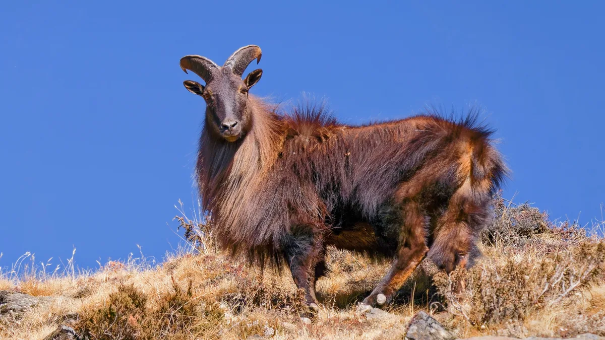 A British duke sent six Himalayan tahr to New Zealand in 1904; five survived the voyage, and...