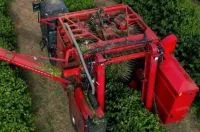 Colheita de café supera 90% entre cooperados da Cooxupé
