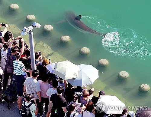 '상어 특수' 부산 북항 친수공원 주말 2만명 방문…평소 4∼5배