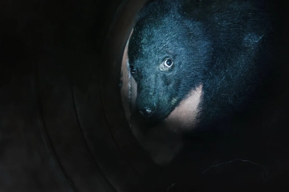 Tokyo to lift ban on bear hunting next April