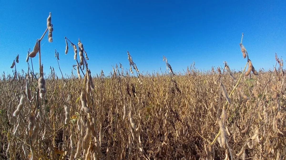 Todo lo que hay que saber sobre la soja: dónde se origina y cómo se comercializa el cultivo que más dólares genera en Argentina
