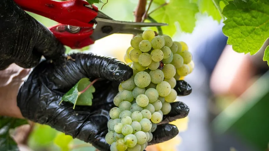 Weinregeln: Neue Qualitätspyramide für deutsche Weine