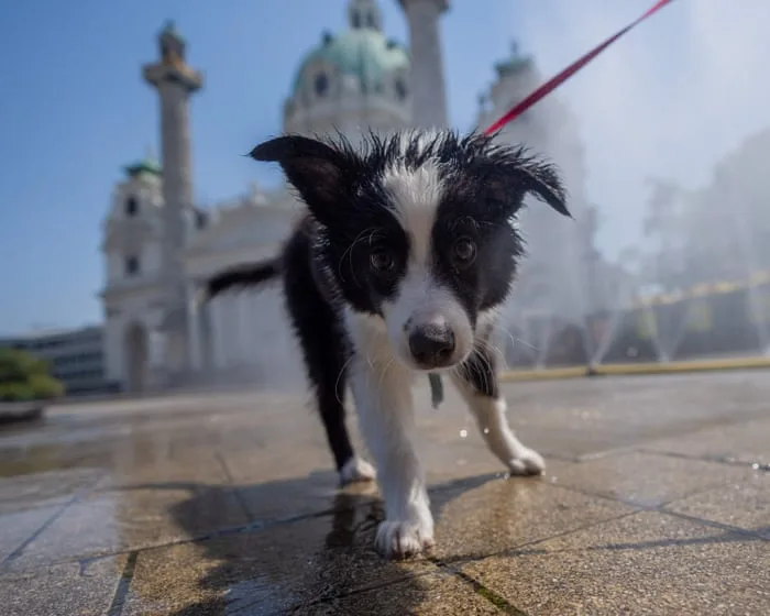 Bring a bottle: Viennese dog owners told to rinse pets’ urine from trees