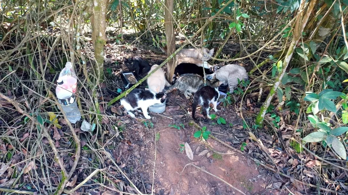 Abandono de 16 gatos gera multa de R$ 54 mil por maus-tratos no interior de SP