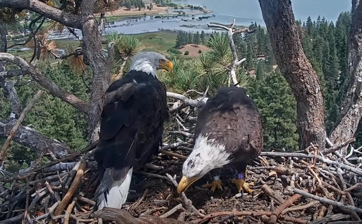 Shadow 'highly likely' to nest up with new eagle pal, biologist says