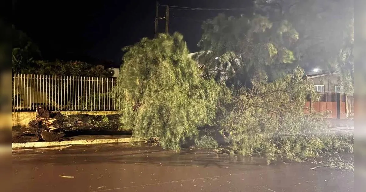 Temporal derruba árvores e destelha casas em Faxinal