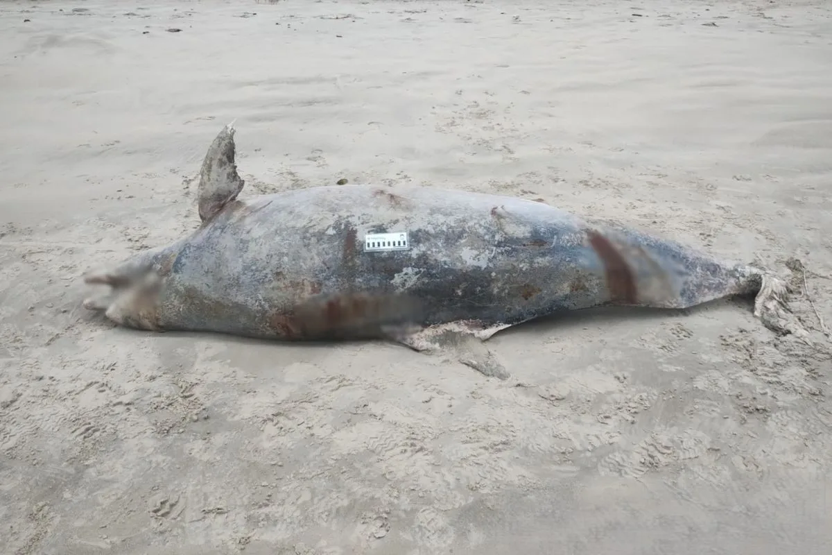 Golfinho de 210 kg é encontrado morto em praia do litoral de SP