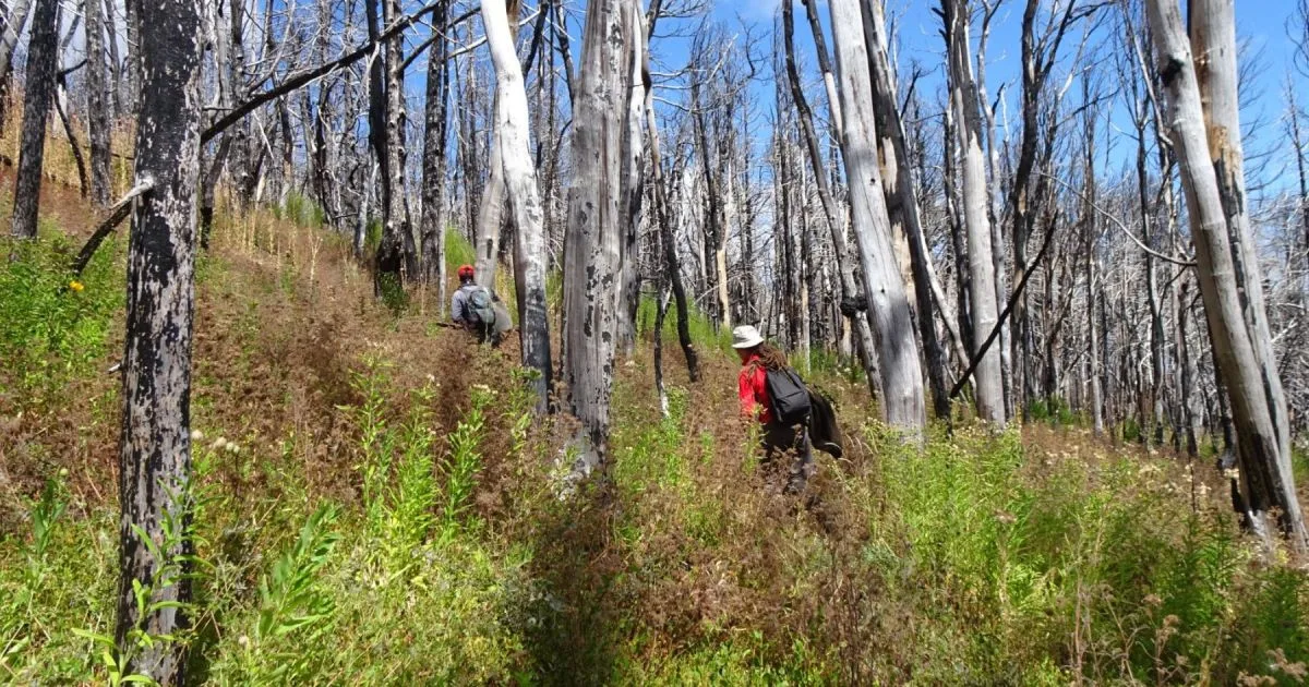 Qué es la resiliencia de los bosques y cómo se estudiará en Patagonia