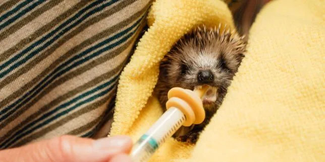 Ma maison, cet hôpital de campagne pour animaux sauvages