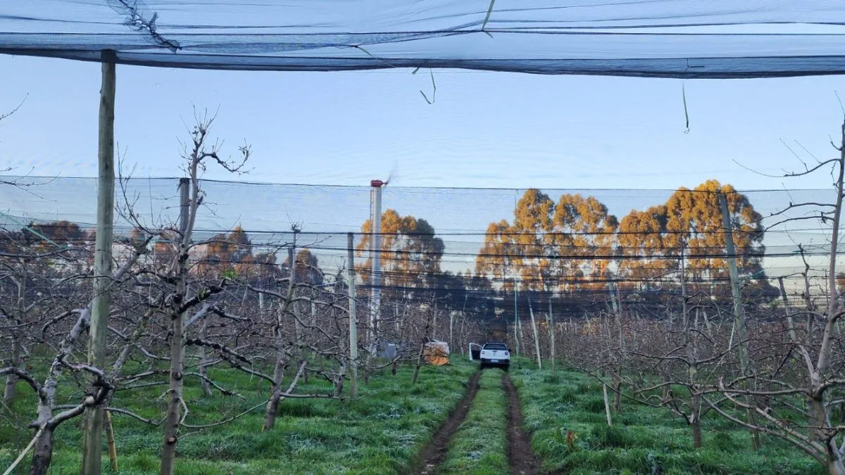 Sistema antigeada é acionado para proteger pomares de maçã após cidade registrar -2,8°C