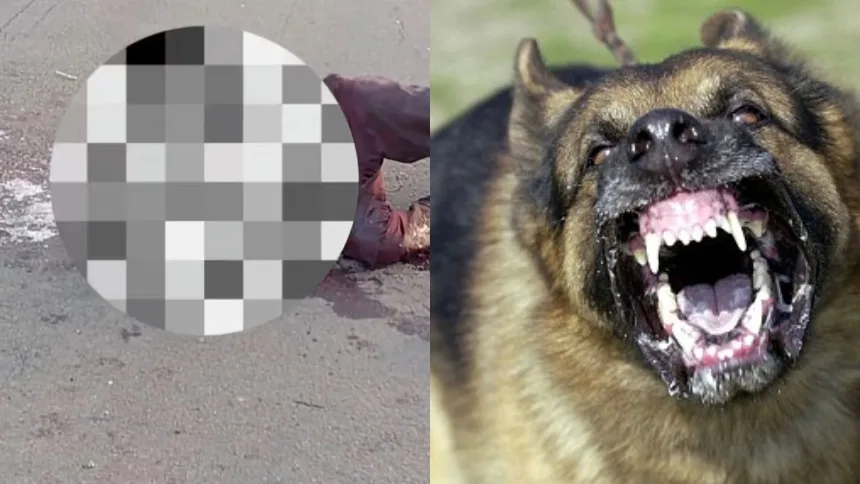IMÁGENES SENSIBLES: Abuelo fue ferozmente atacado por dos perros que estaban bajo su cuidado en Bolívar