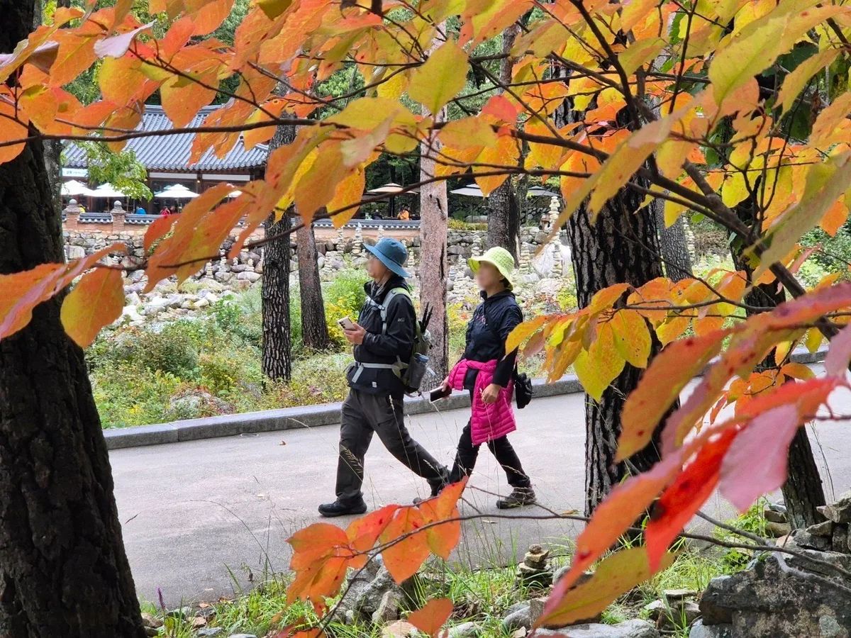 올해는 ‘지각 단풍’ 없다…설악산 울긋불긋 20일 절정