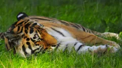 'Serious incident' at tiger enclosure closes Yorkshire Wildlife Park