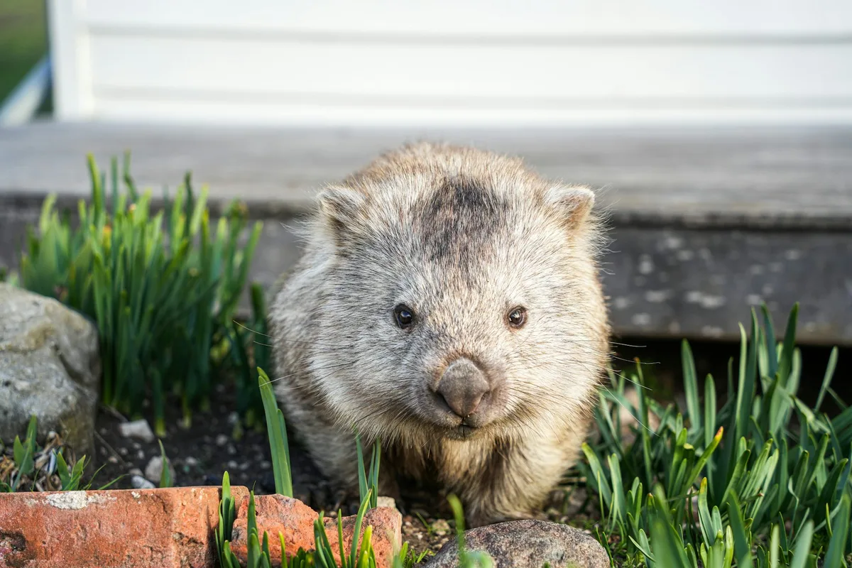 Your house may be a haven for wildlife. It’s time we design homes with nature in mind