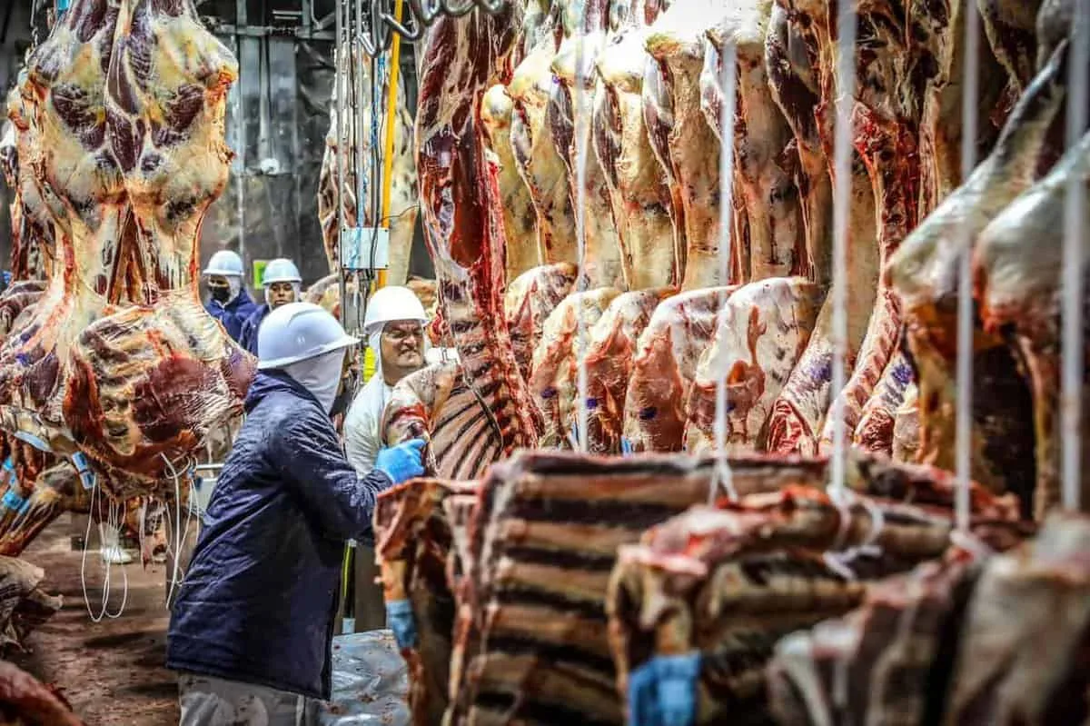 Querem exportar o boi e deixar no Acre o prejuízo da evasão fiscal e da carne mais cara