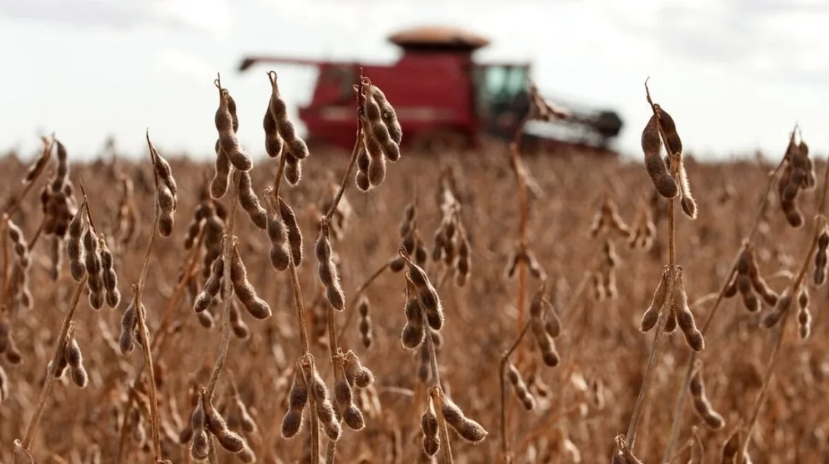 La cosecha récord sostiene a la actividad de la cadena agropecuaria, que se encuentra muy por encima del año pasado