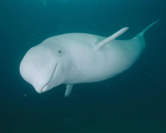 Could humans ever communicate with whales? - video