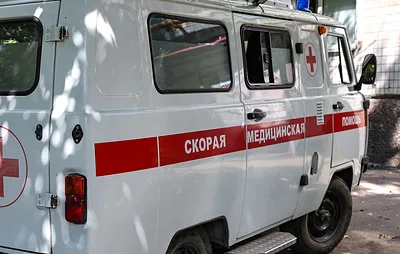 ТАСС: в России за несколько месяцев от нападения медведей погибли 17 человек