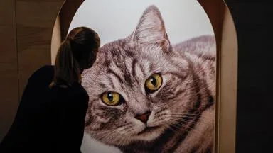 Von der Göttin zur Winke-Puppe: Der Kult um die Katze