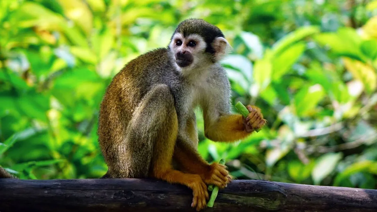In 1961, squirrel monkey Goliath launched from Cape Canaveral; rocket failed