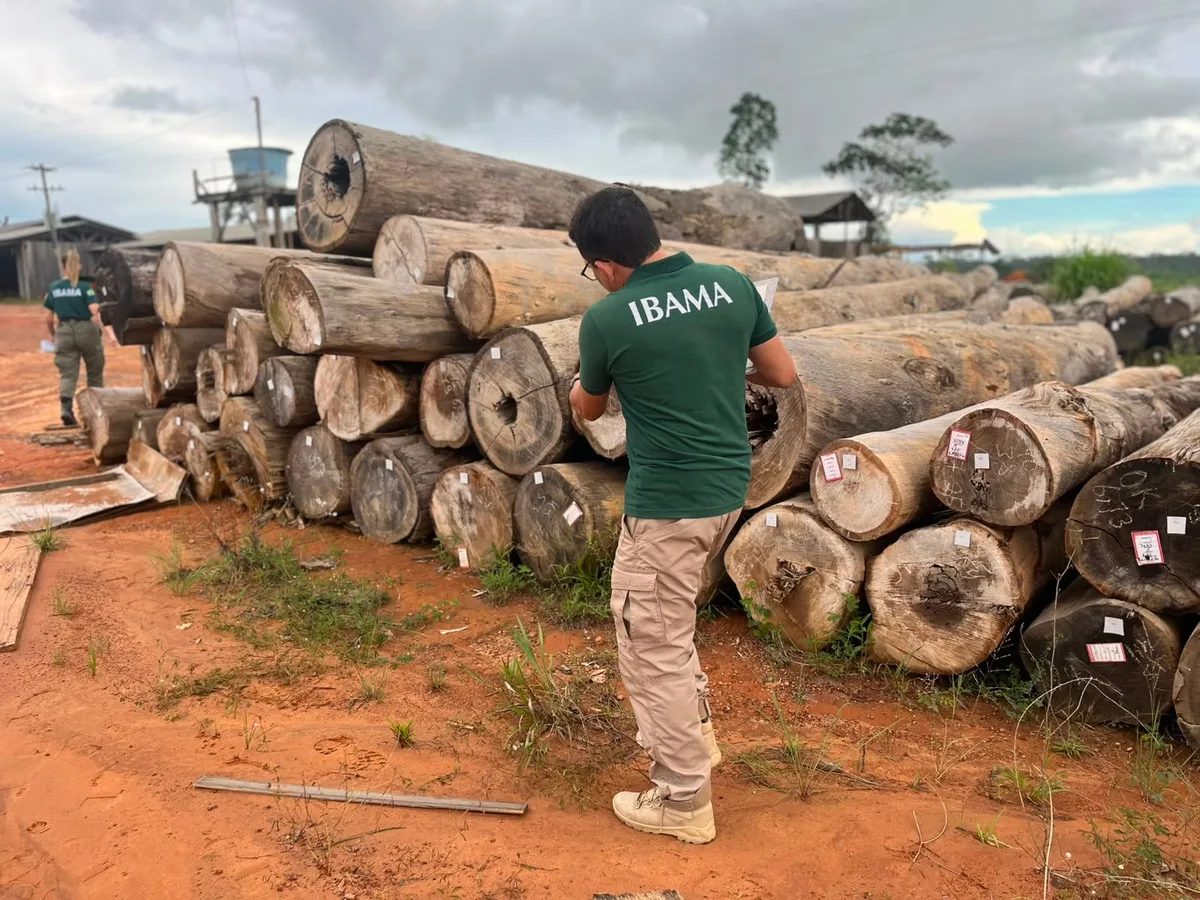Ibama realiza primeiro leilão eletrônico de madeira apreendida em Roraima