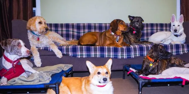 Devenir famille d’accueil pour chat, chien ou lapin : « Je surveillais le niveau des croquettes sur mon téléphone… »