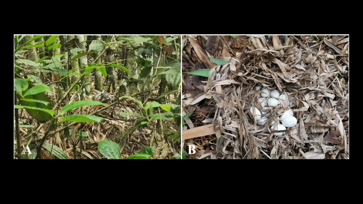 China residents found three king cobra nests, including one guarded over 72 eggs