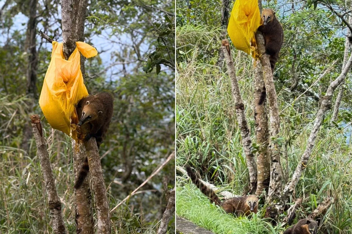 Bando de quatis é flagrado se alimentando em sacola deixada em árvore na Serra do Mar; VÍDEO
