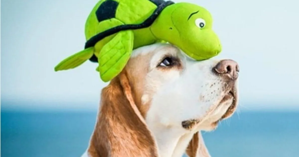 Con esta simple prueba podés saber si tu perro tiene una inteligencia superior al resto