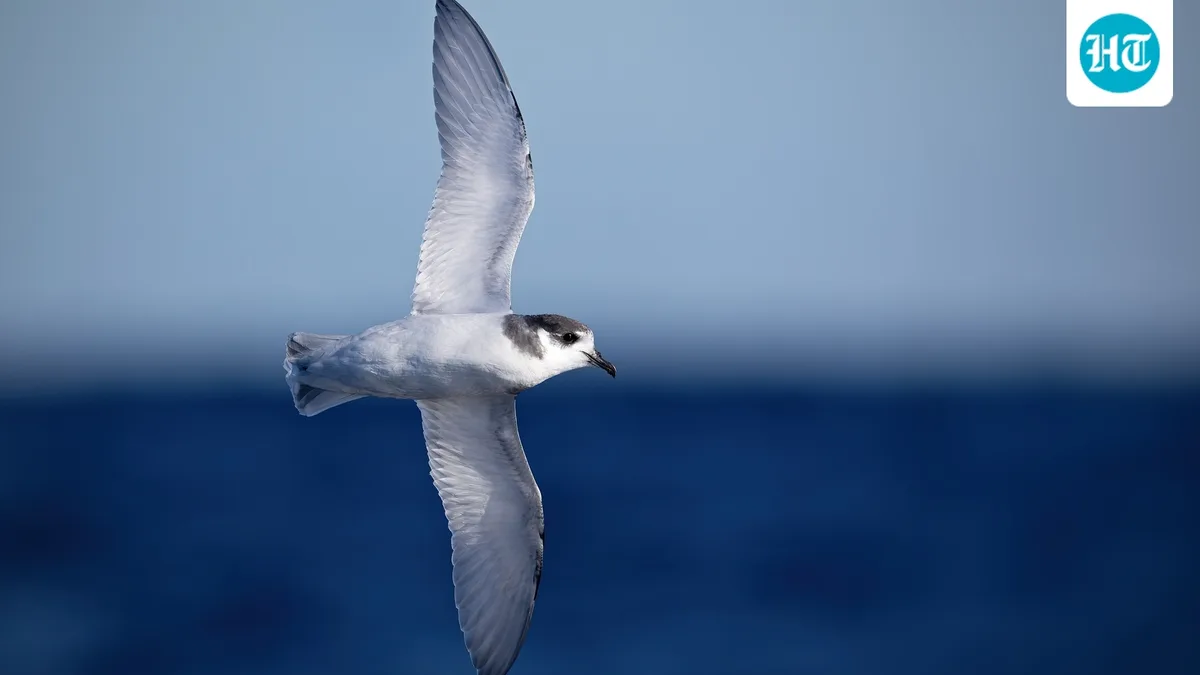 In 2000, cats were eradicated from Macquarie Island; after rabbits and rodents were removed by 2014, blue petrels grew by an estimated 14% a year