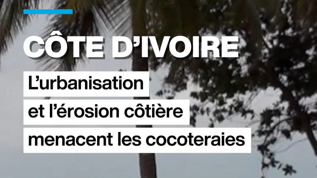 Côte d'Ivoire : l'urbanisation et l'érosion côtière menacent les cocoteraies