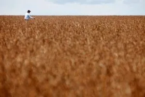 Área tratada com defensivos agrícolas cresce 5% no 1º semestre, mostra pesquisa
