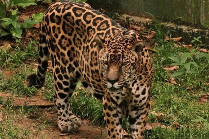 Onça-pintada do Exército conquista recorde mundial de longevidade