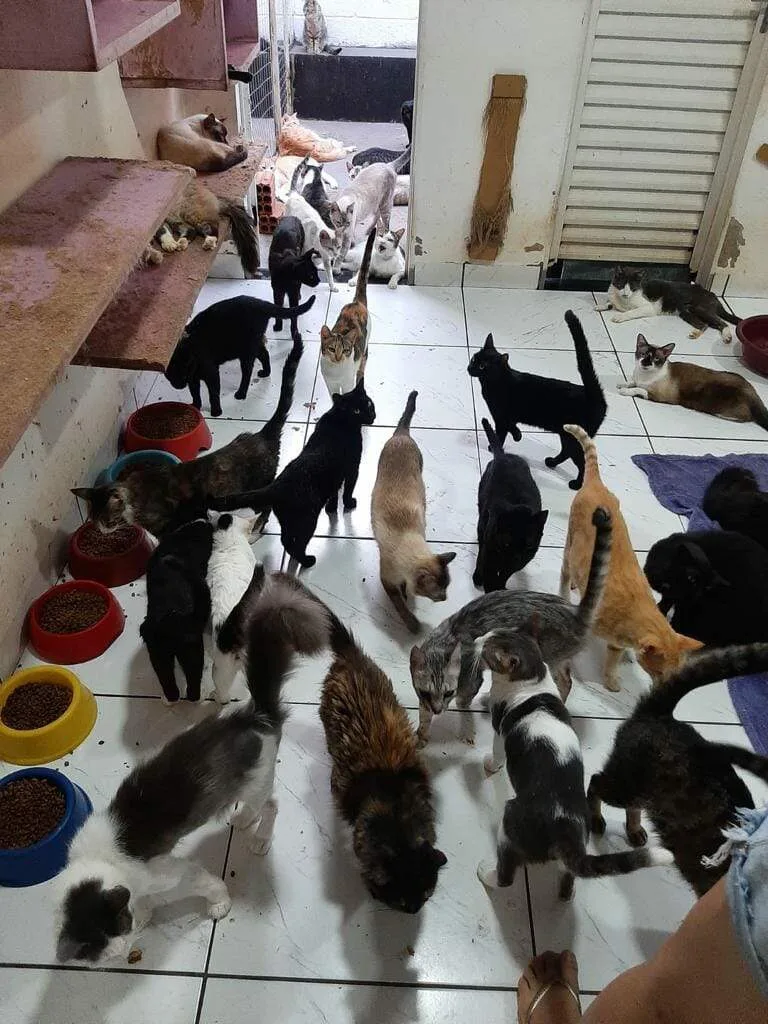 Dívida de R$ 10 mil impede novos resgates por ONG que cuida de 300 gatos
