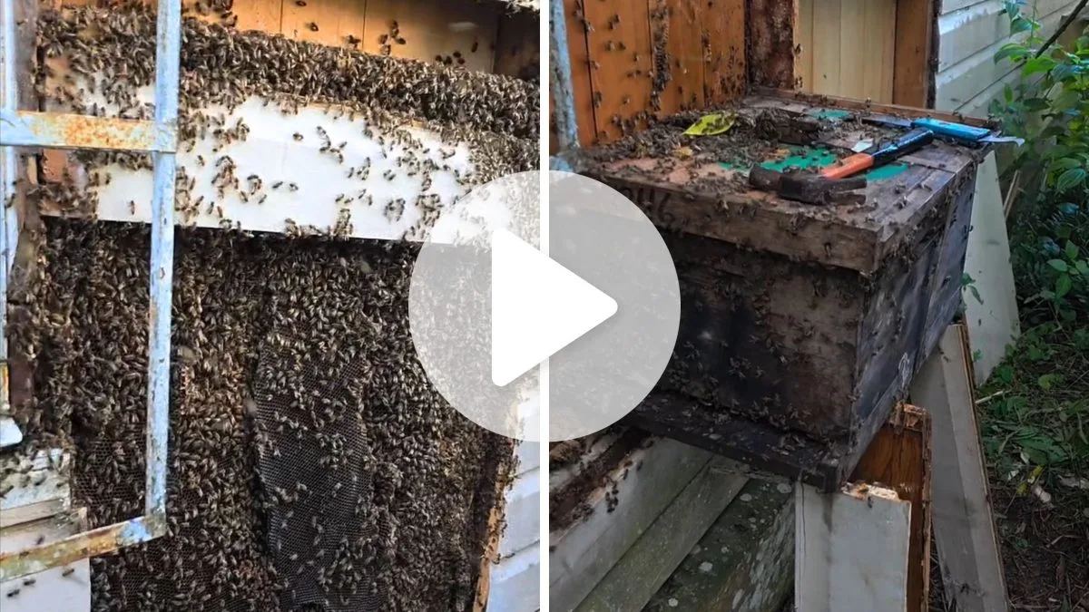 Enxame gigante ocupa parede de casa há anos em Joinville; veja imagens