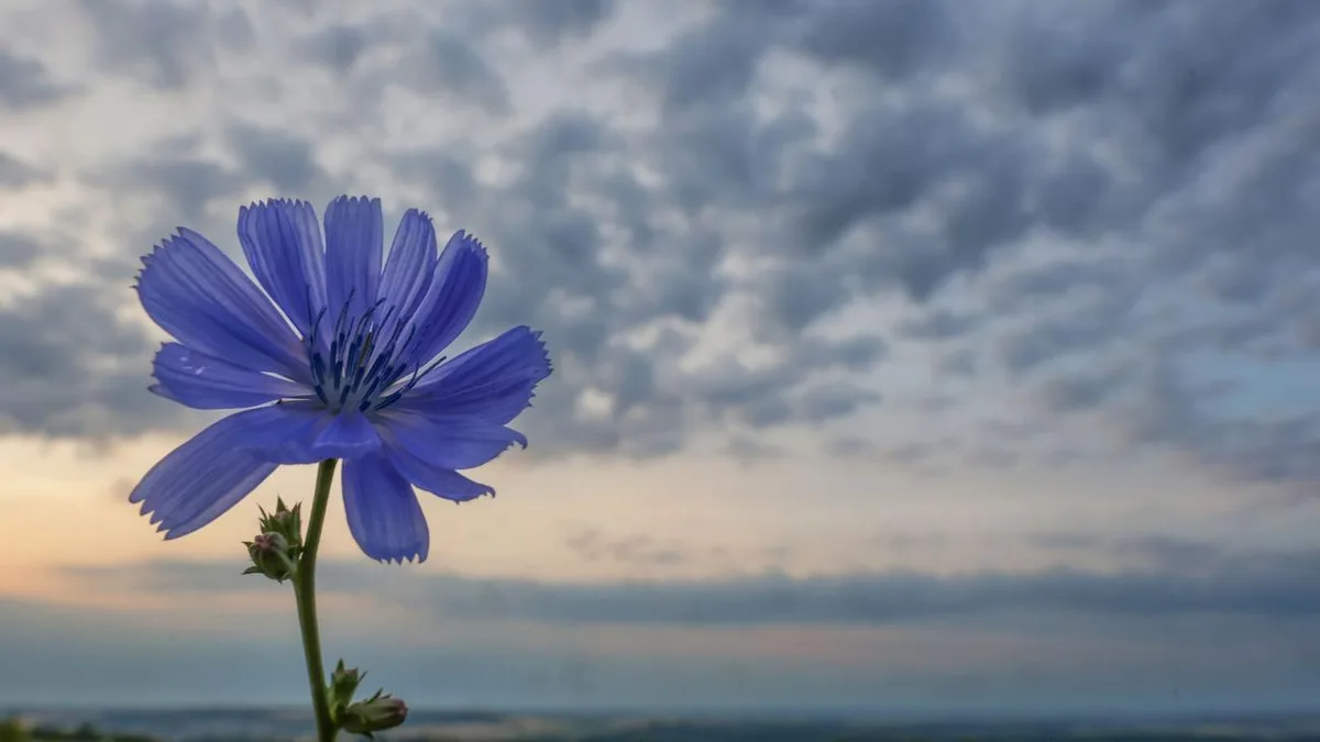 Wettervorhersage: Wechselhaftes Sommerwetter ohne extreme Temperaturen
