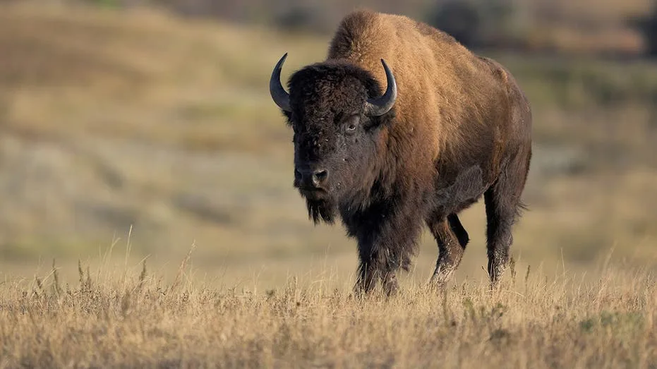 Tourists get dangerously close to massive bison in stunning nature video posted online